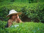 Assam cabinet approves hike of daily wage of tea garden workers by Rs 50