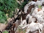 2 nomads injured, dozens of sheep killed in cloudburst in Ganderbal today