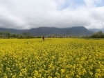 Scientific cultivation of Oilseed could fetch better returns: Director Agriculture, Kashmir