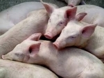 Mizoram Animal Husbandry & Veterinary Minister visits the site where 276 pigs died in swine fever