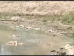 Decomposed bodies wash up on banks of Ganga in Bihar, creates panic amid Covid