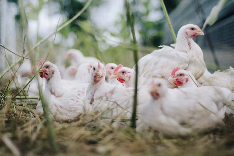 Ban on poultry import into Jammu and Kashmir extended up to January 18
