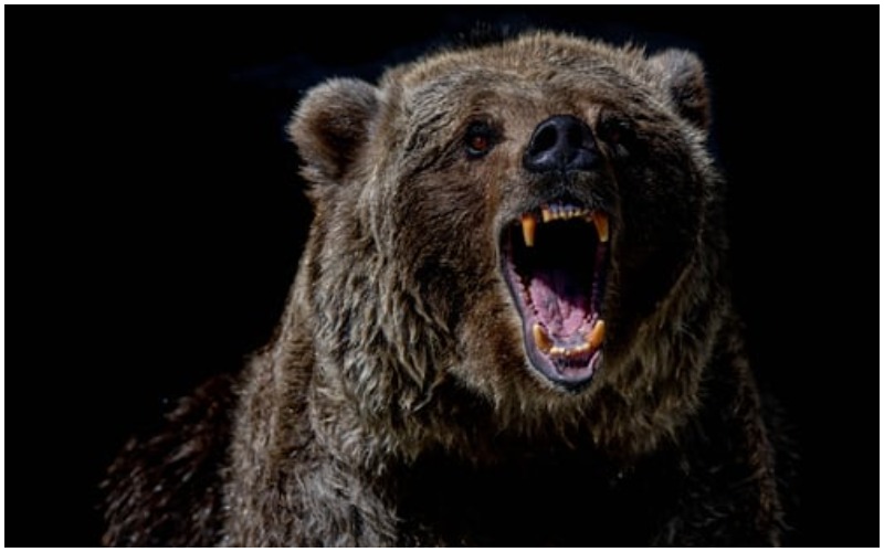 Three killed, others hospitalized as wild bear attacks villagers in Garhwa