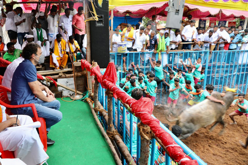 Rahul Gandhi attends Jallikattu in poll-bound Tamil Nadu making U-turn on Congress stand