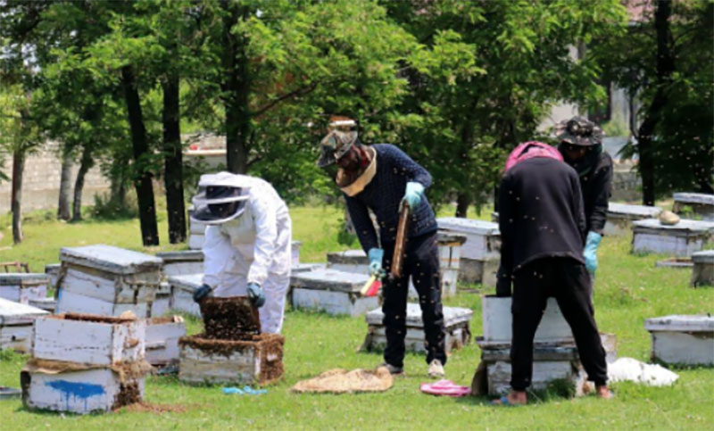 Apiculture has potential to generate employment: Kashmir’s Director Agriculture