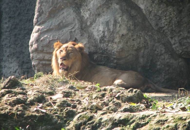 Man jumps into lion enclosure in Kolkata's Alipore zoo, hospitalized with injuries