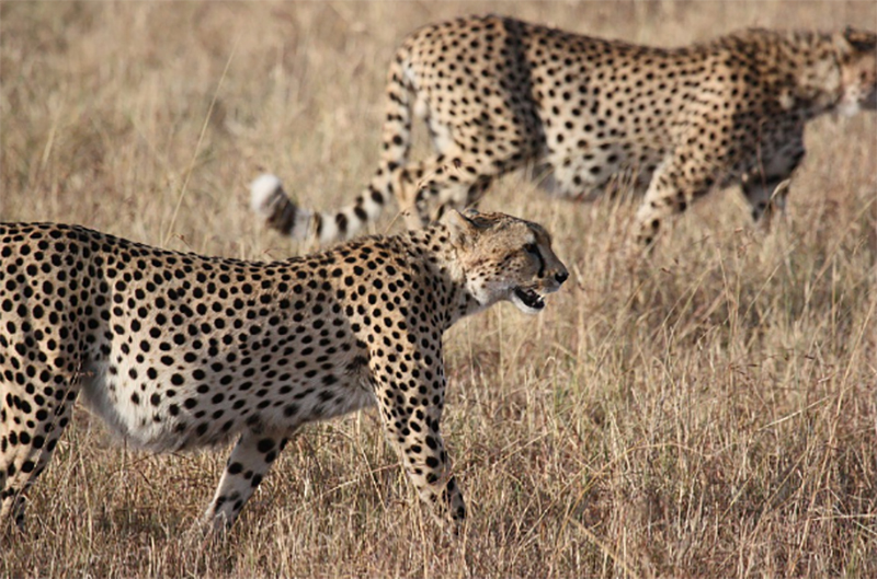 India, Namibia ink MoU to introduce African cheetahs into India