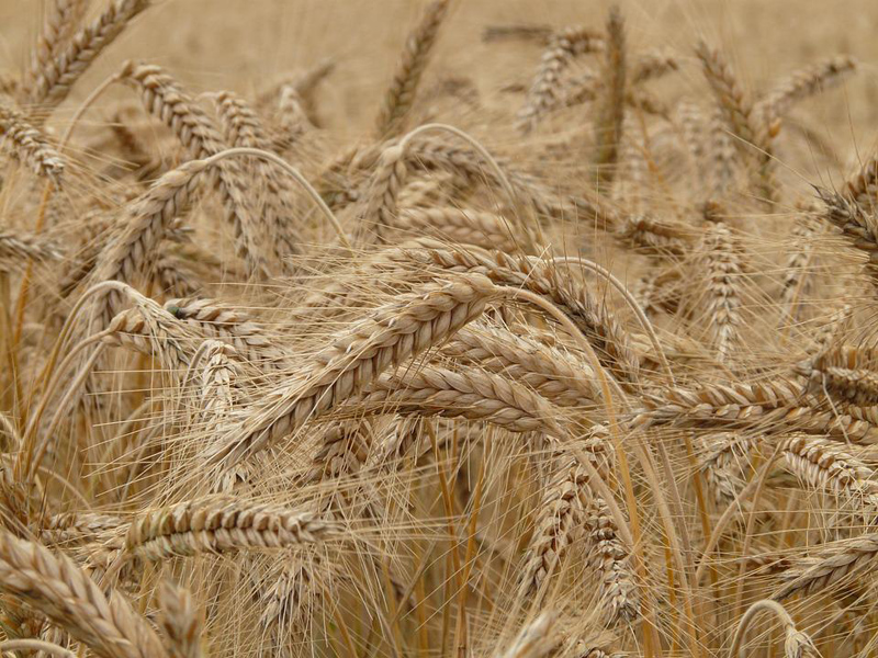 India would export 10 lakh tonnes of wheat to Egypt :Rattan Lal Kataria