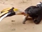 Nagaland: Three arrested for killing Great Indian Hornbill bird