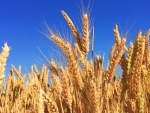 Centre extends wheat procurement season