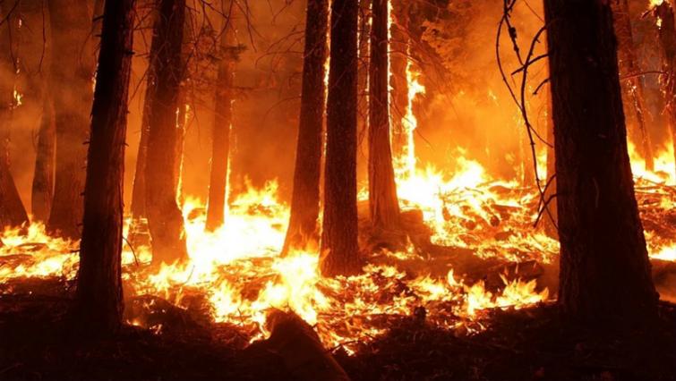 Massive fire breaks out in a forest near Jammu