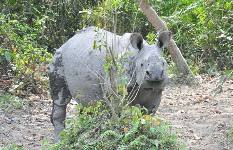Girl injured in rhino attack in Assam’s Kaziranga
