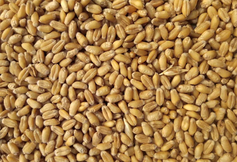 India sent 4 lakh metric tonnes of wheat to Bangladesh, announces Kwatra