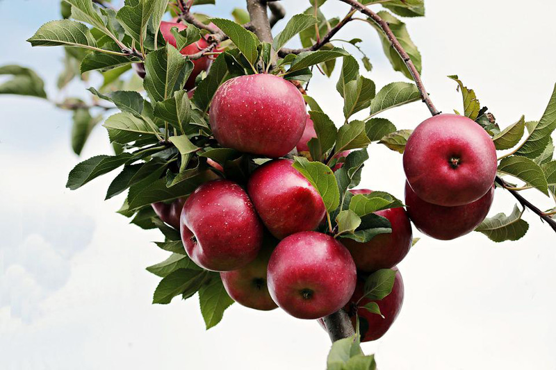 Jammu and Kashmir: Rajouri apple farmers are setting example for others