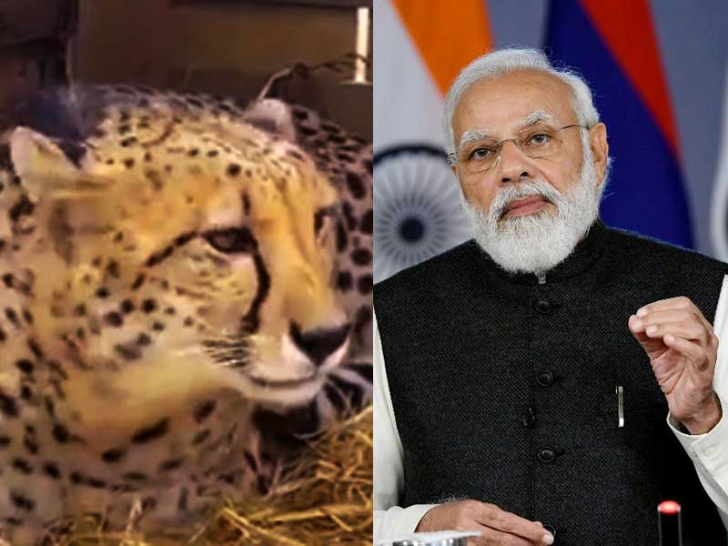 Contest to be held to name Cheetahs: PM Modi says in 'Mann Ki Baat'