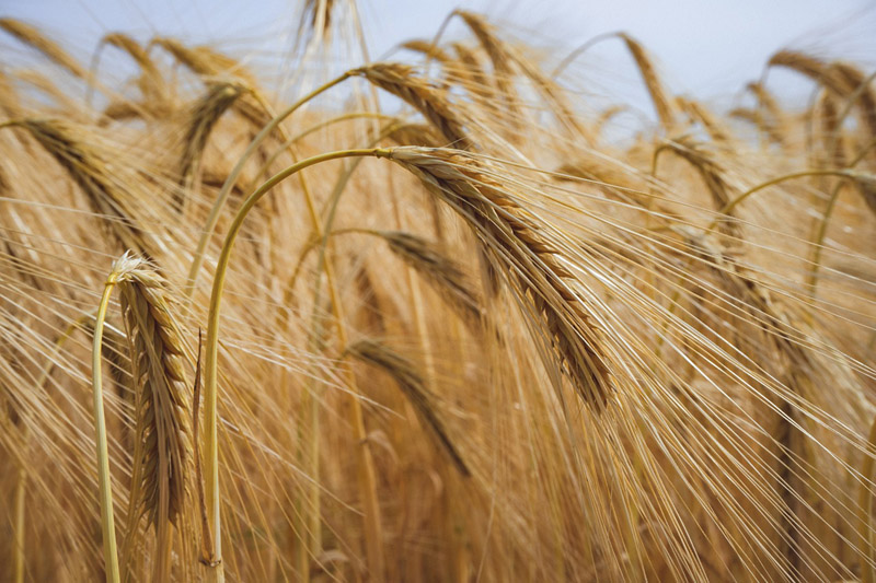 India decides to send 20,000 metric tons of wheat to Afghanistan: Reports 