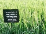 Punjab Agricultural University introduces ‘PBW1Chapati’ wheat variety