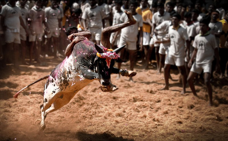 Tamil Nadu: Bull tamer gored to death in Madurai's Palamedu Jallikattu