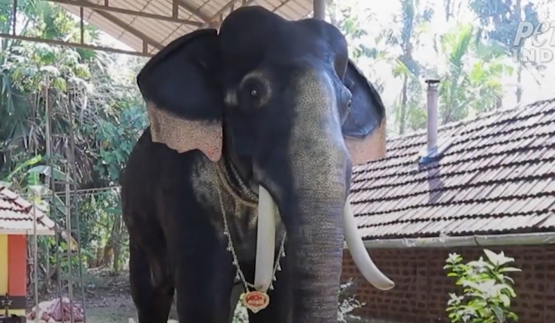 Kerala temple gets mechanical elephant to offer prayers in end of animal cruelty