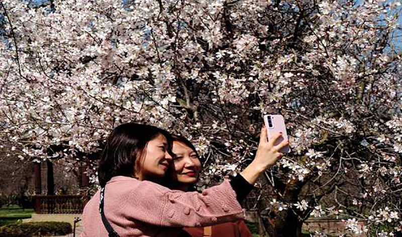 Jammu and Kashmir: Blossomed almond trees at Badamwari attracts tourists in Srinagar