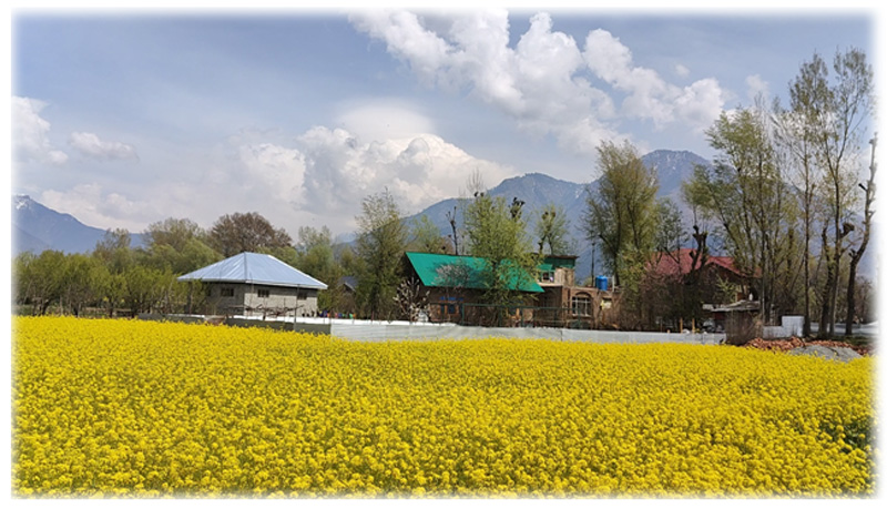 Kashmir Valley's mustard crop blooms, farmers expect better income this year