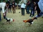Roosters fed Viagra to put them in fighting mode for Sankranti's cockfighting events in Andhra