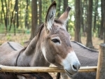 Vijayawada police seize 30 kg donkey meat in Andhra Pradesh