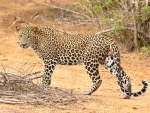 PM Narendra Modi lauds rise in India's leopard population