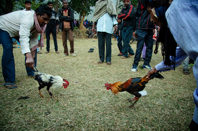 Roosters fed Viagra to put them in fighting mode for Sankranti's cockfighting events in Andhra