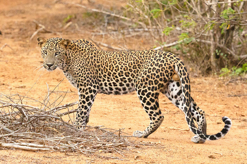 PM Narendra Modi lauds rise in India's leopard population