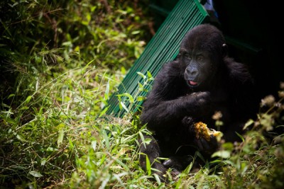 On International Day, UN urges protection of environment from ravages of war