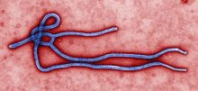 Chennai: Man shows no Ebola symptoms, discharged from hospital