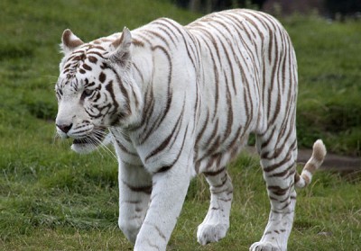 White tiger mauls man who fell in its enclosure