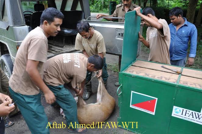 33 wild animals rescued by Center for Wildlife Rehabilitation and Conservation