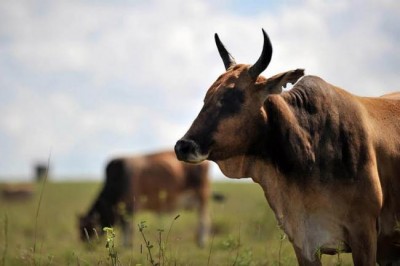 With regional simulation, UN agency boosts readiness for foot and mouth disease in Balkans