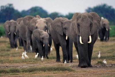 Cooperation vital to combating wildlife crime: UN Assembly President 