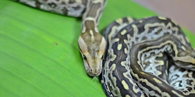 Two rock python hatchlings unveiled in Kolkata zoo