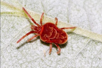 Napoleon's army killer Scrub Typhus strikes Kolkata