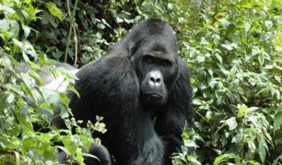 IUCN Red List: Four out of six great apes on doorstep of extinction 