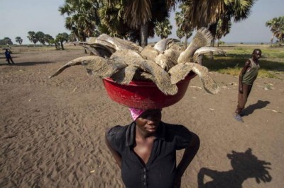 UN agency puts fast-growing fish trade on the â€˜sustainabilityâ€™ menu