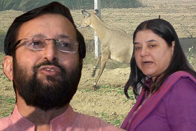 Maneka Gandhi and Prakash Javadekar locked in debate over nilgai culling  