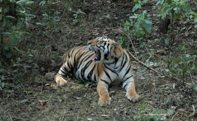 Machali, world's oldest and most celebrated  tigress dies