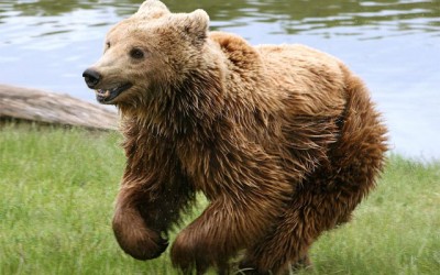Fatal bear attacks in Western Canada have left visitors on high alert