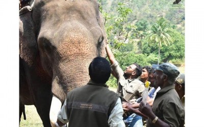 Assam loses seven panchyderm in past 72 hours