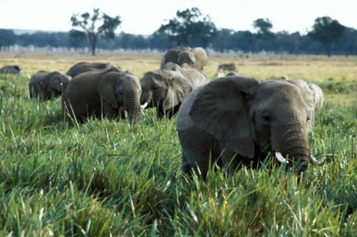 UN report reveals convergence of environmental crime with corruption, raft of other illegal activities