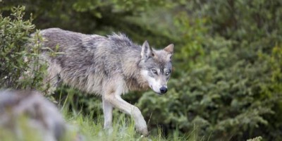 Wolves of Canada's Banff National Park show aggressive behaviour
