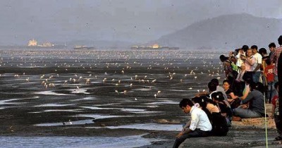 World Wetlands Day: Maharashtra seeks Ramsar site tag for its flamingo sanctuary