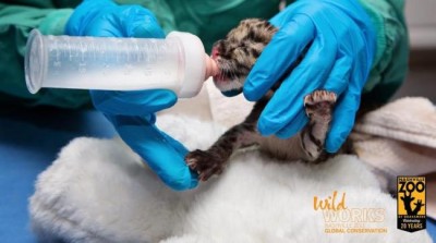 Rare clouded leopard cub born in US zoo  