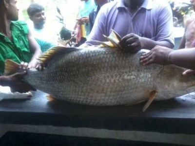 Indiaâ€™s total fisheries production could reach 16 MMT by 2019: ASSOCHAM study