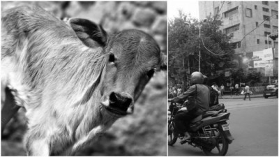 Calf jumps off multi-storey house in Kolkata, injures man seriously